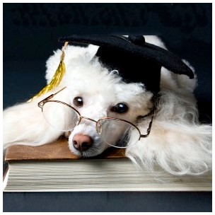 dog grad cap reads