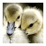 duck babies tiny