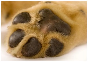 paw