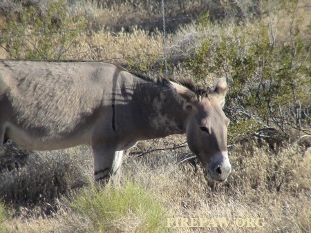 wild-burro-stamped-firepaw