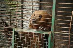 bear-cage