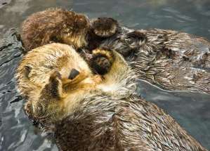 sea-otters
