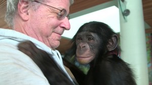 chimp and steven wise