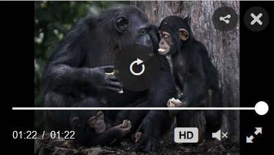 retired lab chimps video