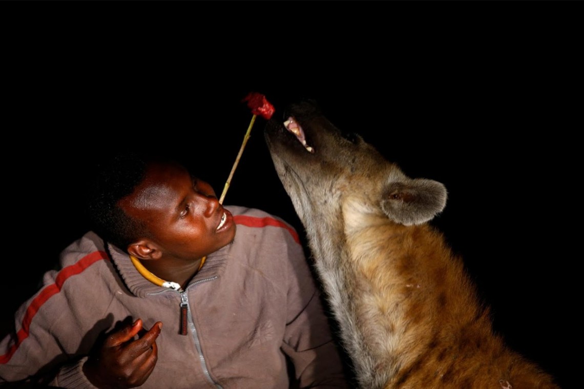 hyena man feeds hyenas from his mouth