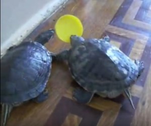 turtles play fetch