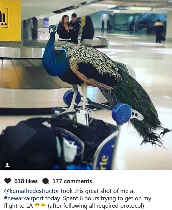peacock comfort animal banned by airlines