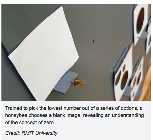 Bees know concept of zero