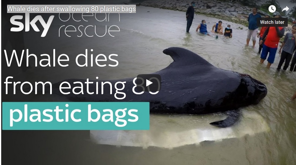 whale dies from eating plastic
