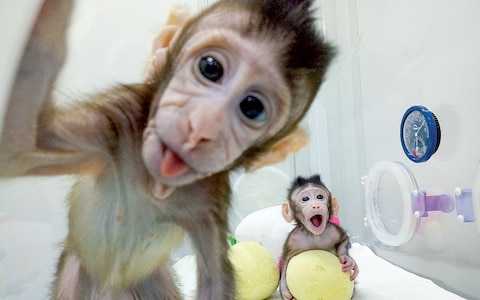 cloned monkeys 2