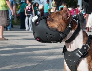 pitbull with muzzle