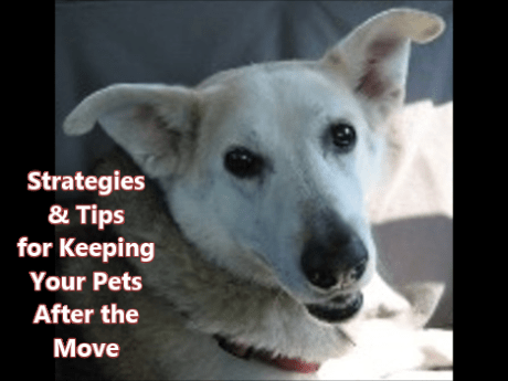 tips for keeping pets-moving-MT-Snapshot 3 (5-22-2019 4-13 PM)