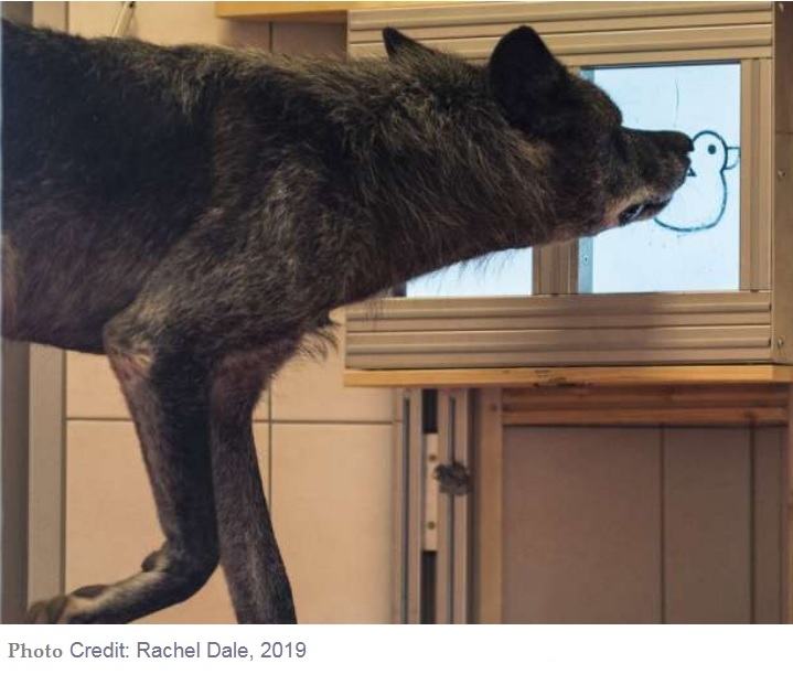 wolves prosocial study-2