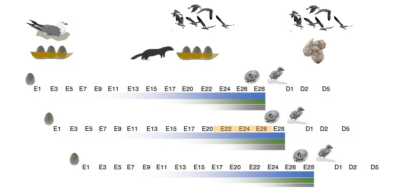 unhatched bird study diagram
