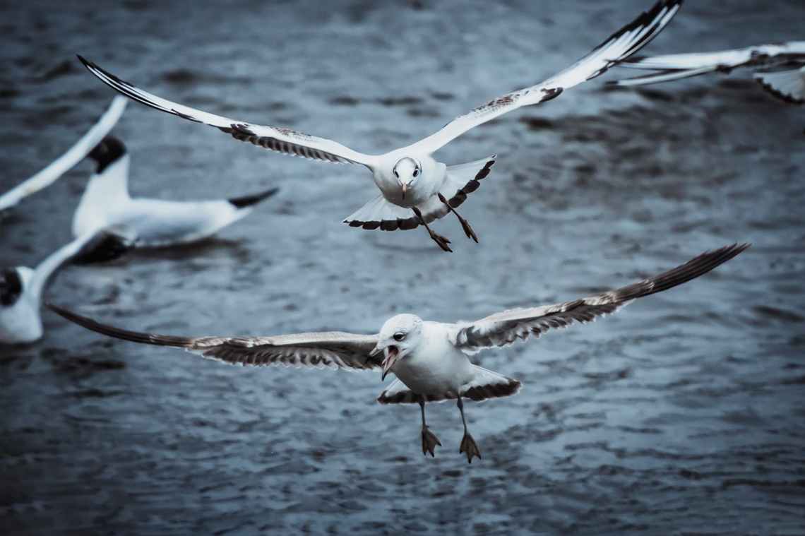 close up of two white birds
