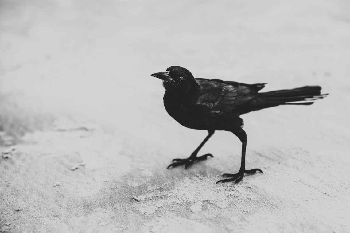 black bird