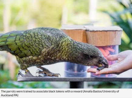 Parrot chooses token