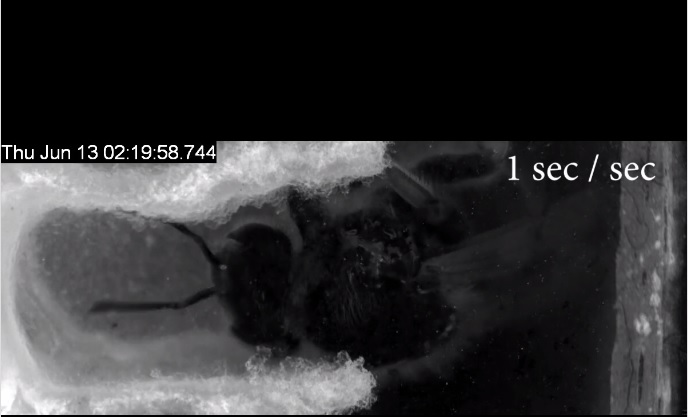 BEE IN HIVE-VIDEO