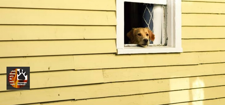 dog looks out window