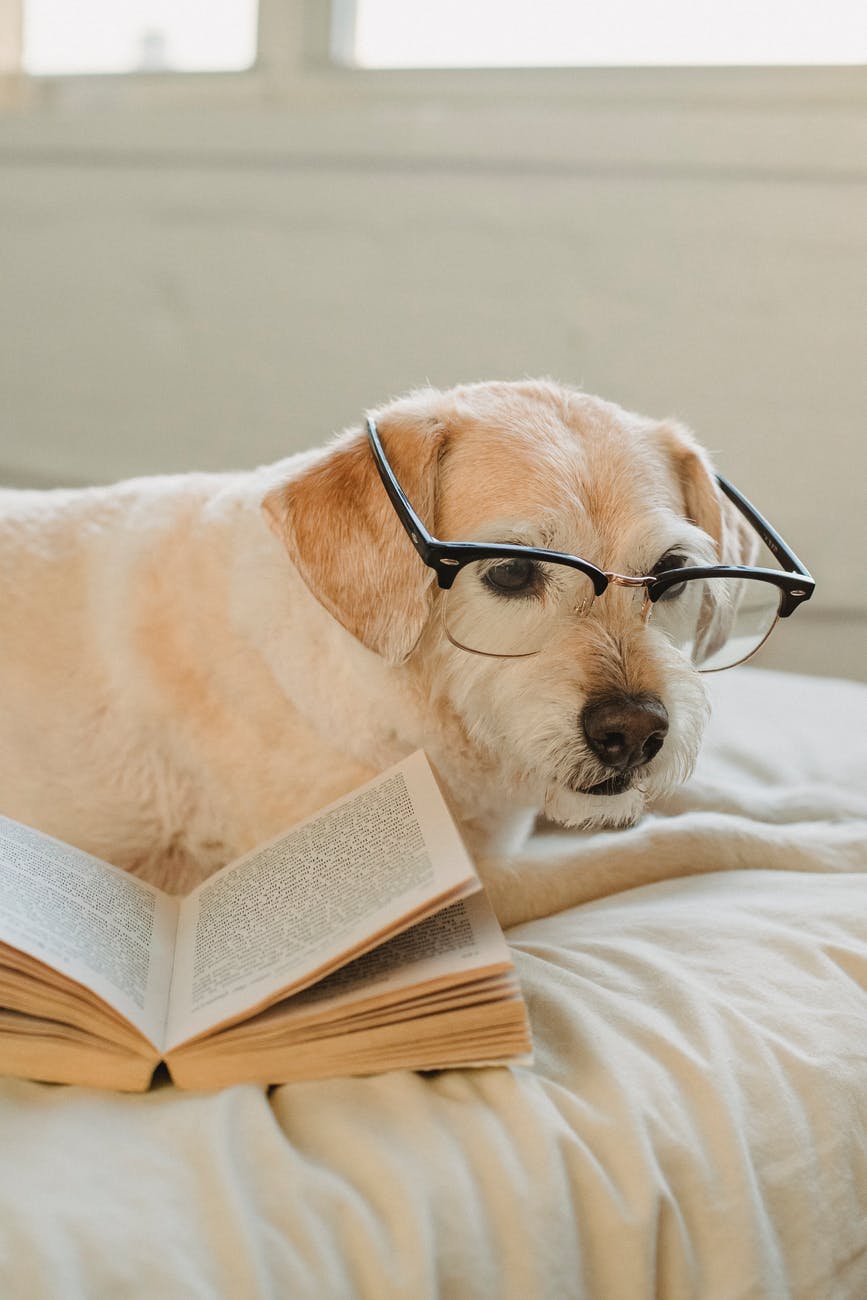 funny dog in glasses resting on bed with book