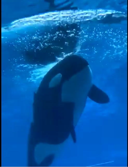 KISKA ORCA
