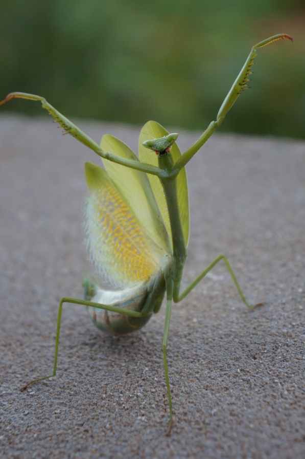 mantis with wings on stone surface