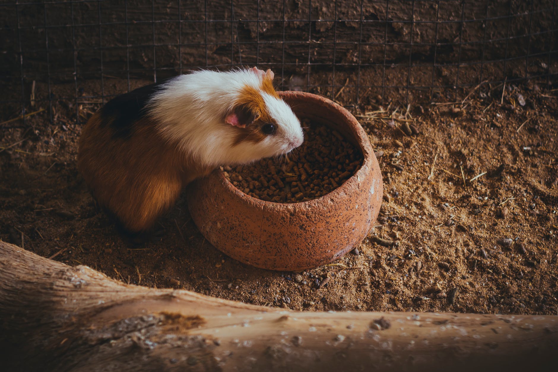 close up shot of a guinea pig