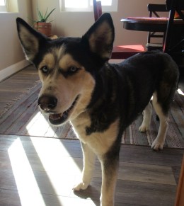 Yuki Day 4 Adoption-C